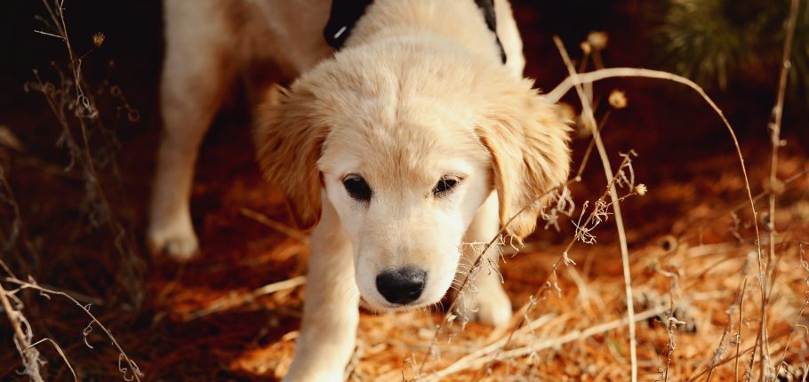 Creed Bratton | Puppy