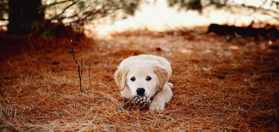 Creed Bratton | Puppy